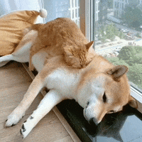 Cat And Dog Aww GIF