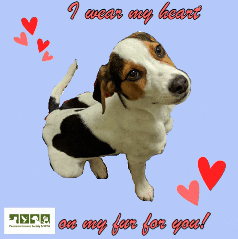 Valentines Day Dog GIF by Peninsula Humane Society & SPCA