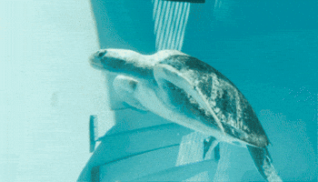 Sea Turtle Rescue Animal GIF by Aquarium of the Pacific