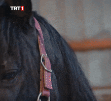 Horse Love GIF by TRT