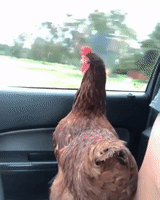 chicken driving GIF