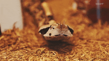 hey you snake GIF by MOOT