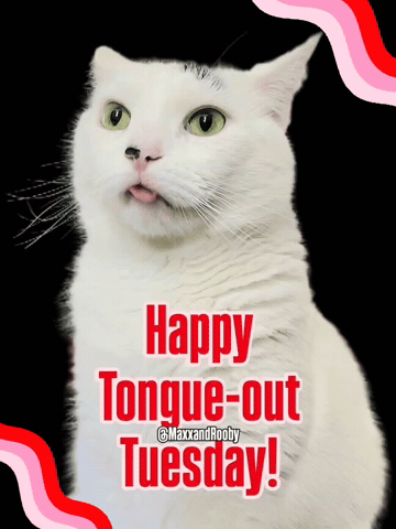 Happy Cat GIF