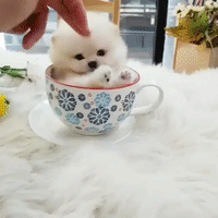 Aww GIF