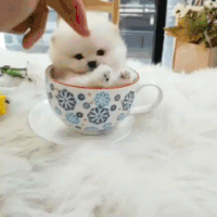 Giphy - Aww Reaction GIF