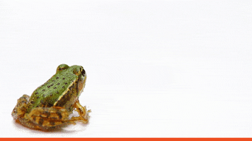 Leap Year Frog GIF by The University of Texas Rio Grande Valley