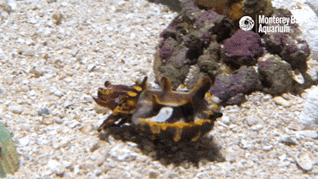 flamboyant cuttlefish GIF by Monterey Bay Aquarium