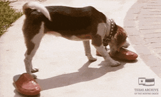 200.gif?cid=fc005b08aa8b8042d8ae2b6ed2024705dfe5fe2c1e0da2cc&rid=200.gif&ct=g