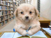 Perro Abandonado Gifs Get The Best Gif On Giphy