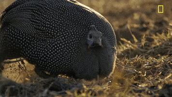 200.gif?cid=fc005b086b1a89fe126658f9c08cd15b28bb5a0f11973bdf&rid=200.gif&ct=g