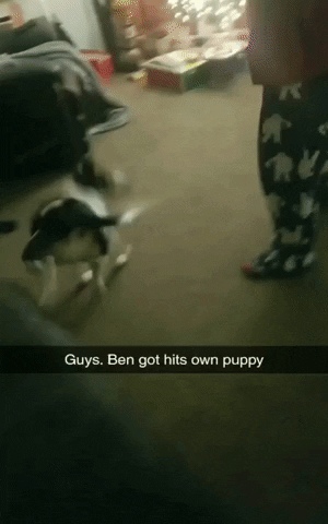 New Puppy GIF