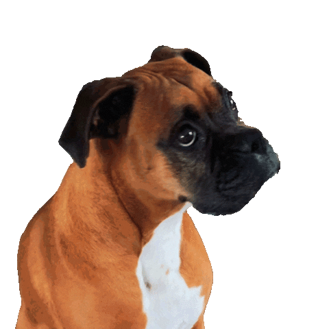 Begging Boxer Dog Sticker