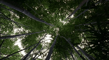 trees GIF