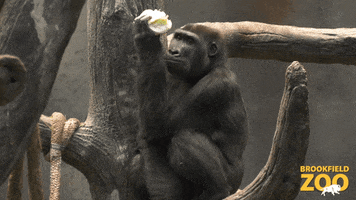 Gorilla Eating GIF by Brookfield Zoo