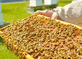 Honey Bees Frame GIF by University of Florida