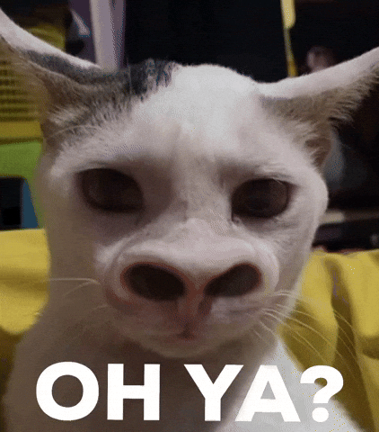 Kucing GIF