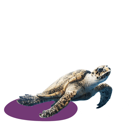 ilfilodiNicky animals think swim turtle GIF