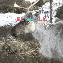 El Oh Elk GIF