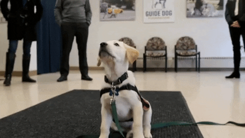 Dog Soccer GIF by Atlanta United - Find & Share on GIPHY