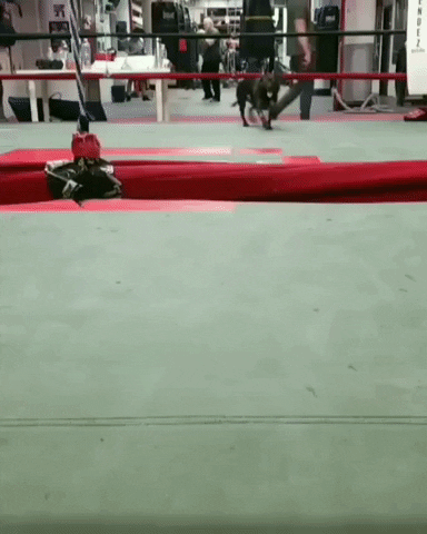 Dog Boxingring GIF by Mendez Boxing Gym