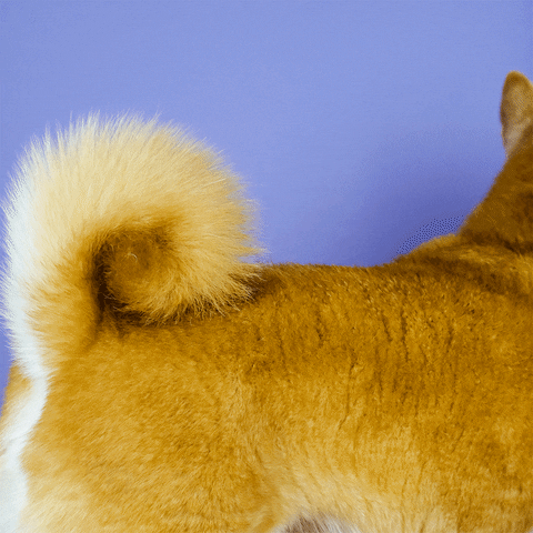 Makku GIF