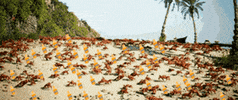 Crabs GIF