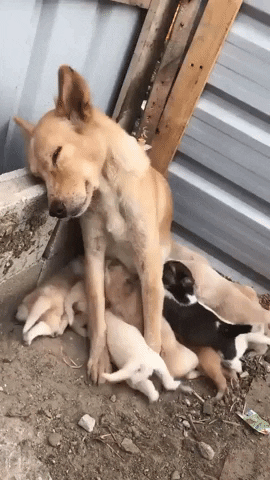 Dog GIF