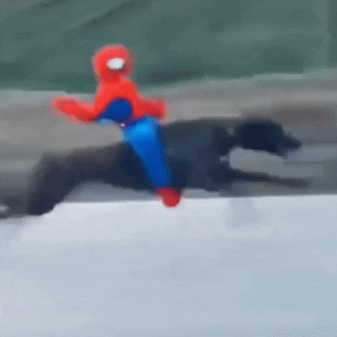 Dog Running Funny Clips GIF
