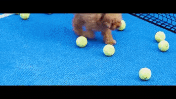 Maikel Delacalle Cute Dog GIF by HOUSE OF MONA