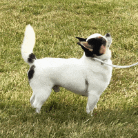 Westminster Dog Show GIF by Westminster Kennel Club