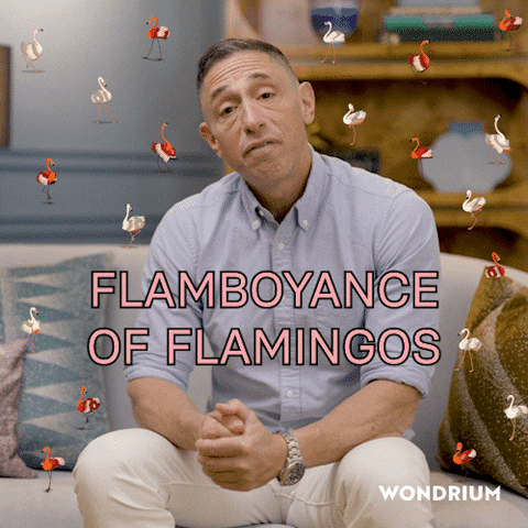 Wondrium dance bird decor flamingo GIF