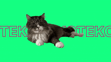 Cat Kot GIF by The Bullseyes