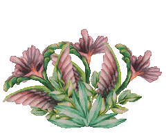 Coffee Flowers Sticker by Gala von Eduscho