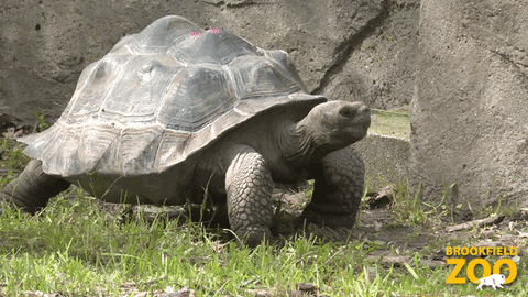 Old-tortoises GIFs - Get the best GIF on GIPHY