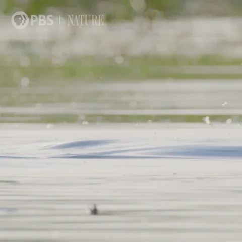Pbs Nature Africa GIF by Nature on PBS