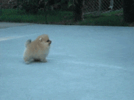 Cute Fluffy Puppy Walking GIFs - the best GIF on GIPHY