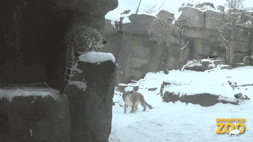 Snow Leopard Reaction GIF by Brookfield Zoo