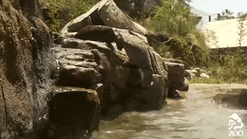 los angeles water GIF by Los Angeles Zoo and Botanical Gardens