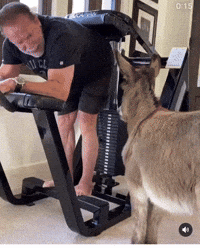Donkey Raises