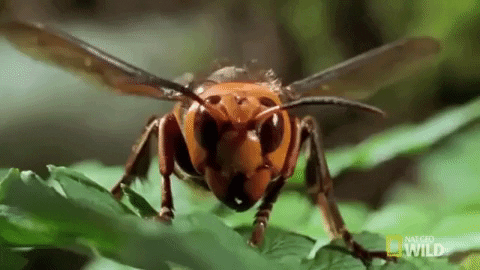 Killer Bees GIFs - Find & Share on GIPHY