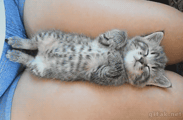 Baby Kitten GIF - Find & Share on GIPHY