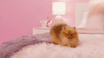 pink cute dog GIF