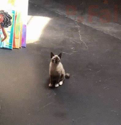 Cat Head GIF
