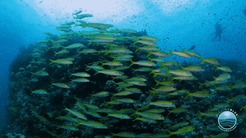 MissionBlue scuba coral reef great barrier reef reef fish GIF