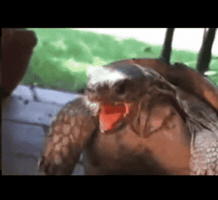 Turtle Orgasm GIF
