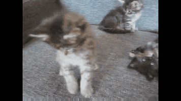 Maine Coon GIFs - Find & Share on GIPHY
