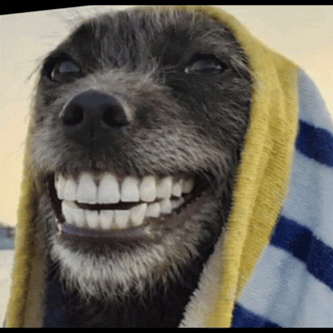 Dog Smile GIF
