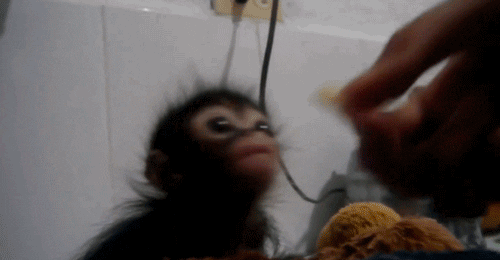 Cute Baby Monkey Gifs Get The Best Gif On Giphy