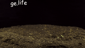 Time Lapse Plant Seeds Growing GIF