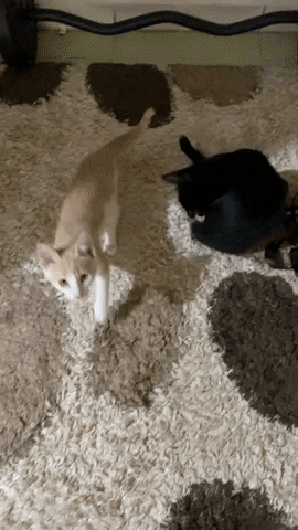 Come Here GIF by Encal Medya